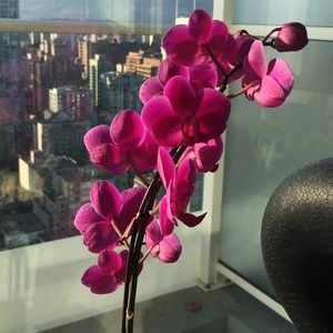 Meet your Posher, Eva